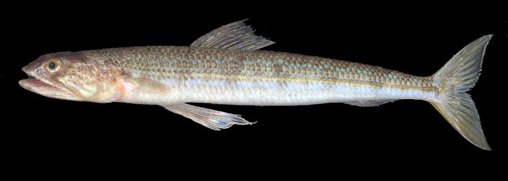 Muraena helena, Synodus saurus e Bothus podas